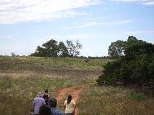 IMG_1515 Emus ahead